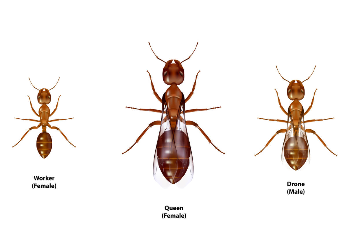 Diferentes castas de hormigas