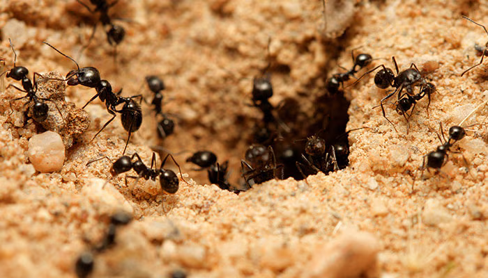Mejeros Hormigueros