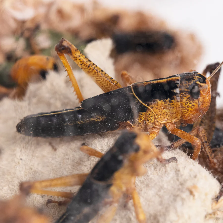 accesorios antdimension