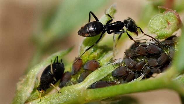 Lasius Niger