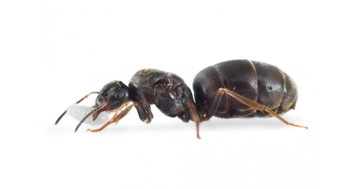 Lasius Niger
