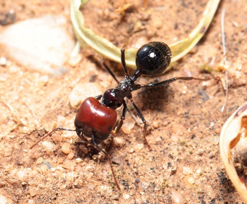Messor barbarus