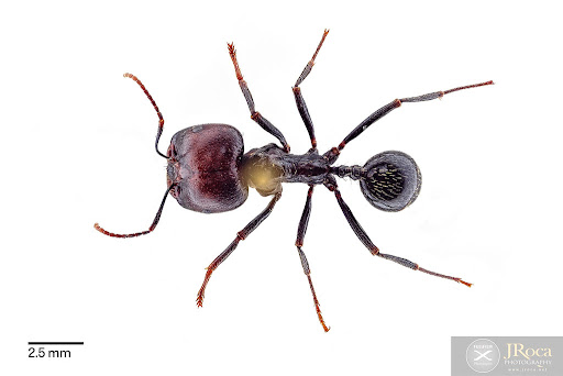 Hormiga Obrera
