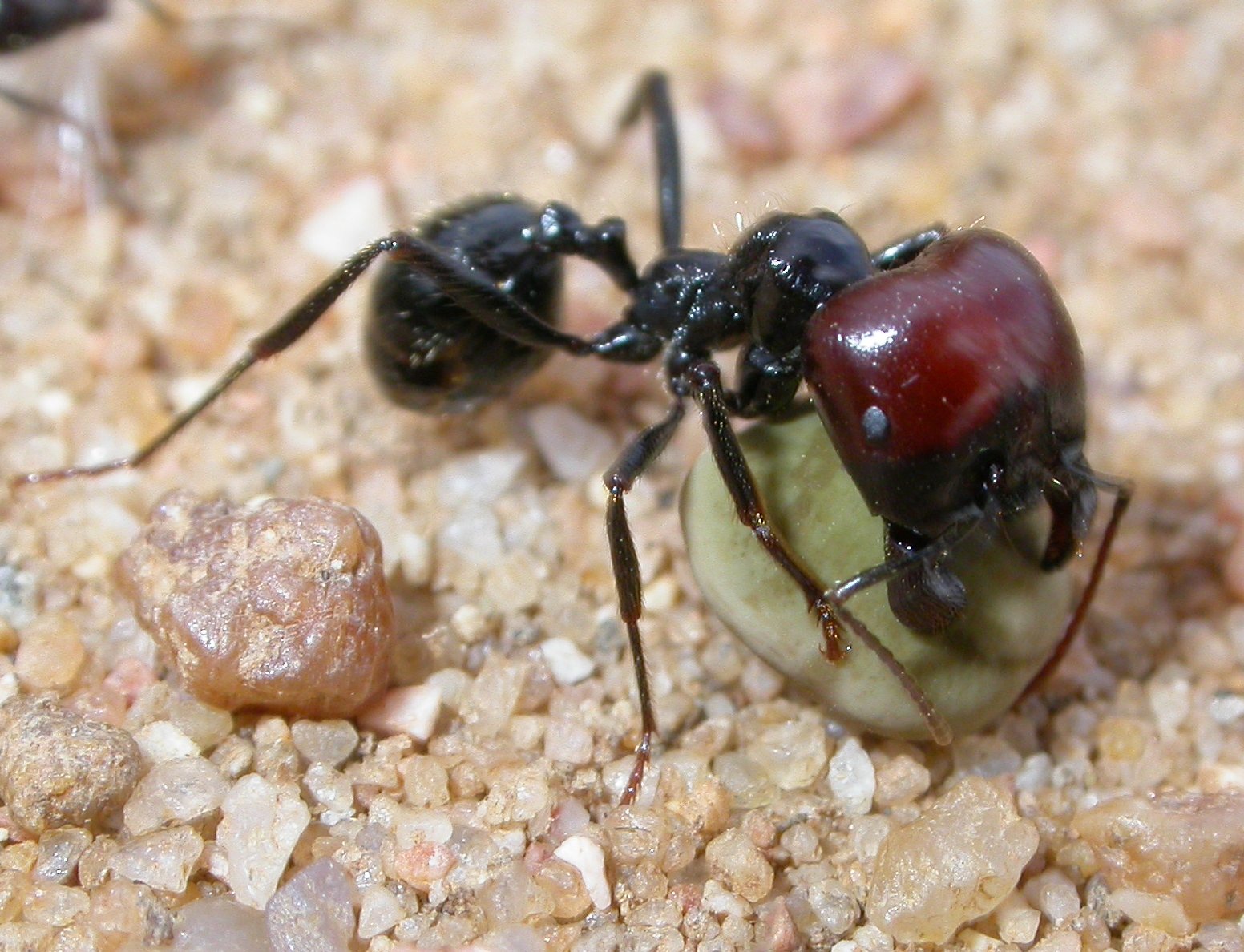 Messor Barbarus