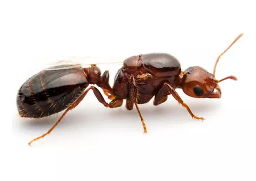 Reina de Solenopsis invicta