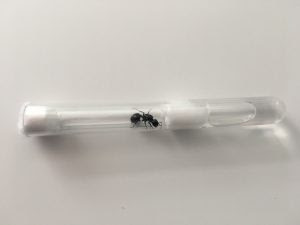 Reina Messor Barbarus