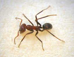 Hormiga carnivora